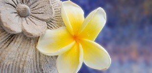 Heilige Frangipani Blume aus Bali (Indonesien)
